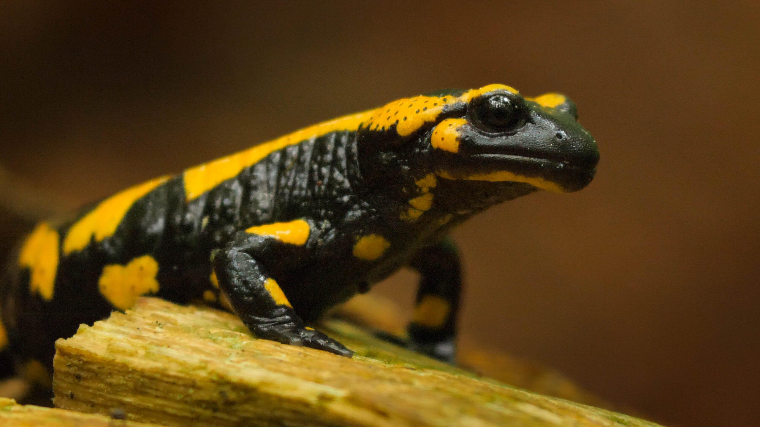 Feuersalamander David Cebulla Salamandra salamandra