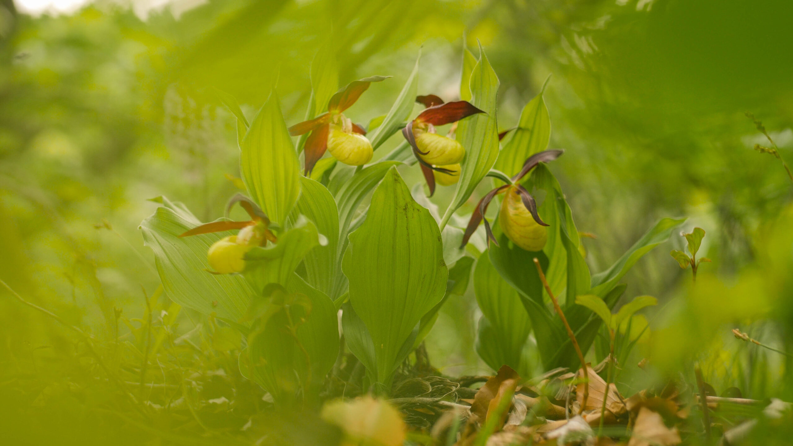 Frauenschuh David Cebulla Cypripedium calceolus