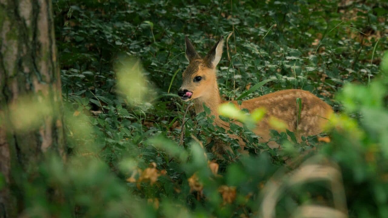 Rehkitz (Capreolus capreolus) David Cebulla