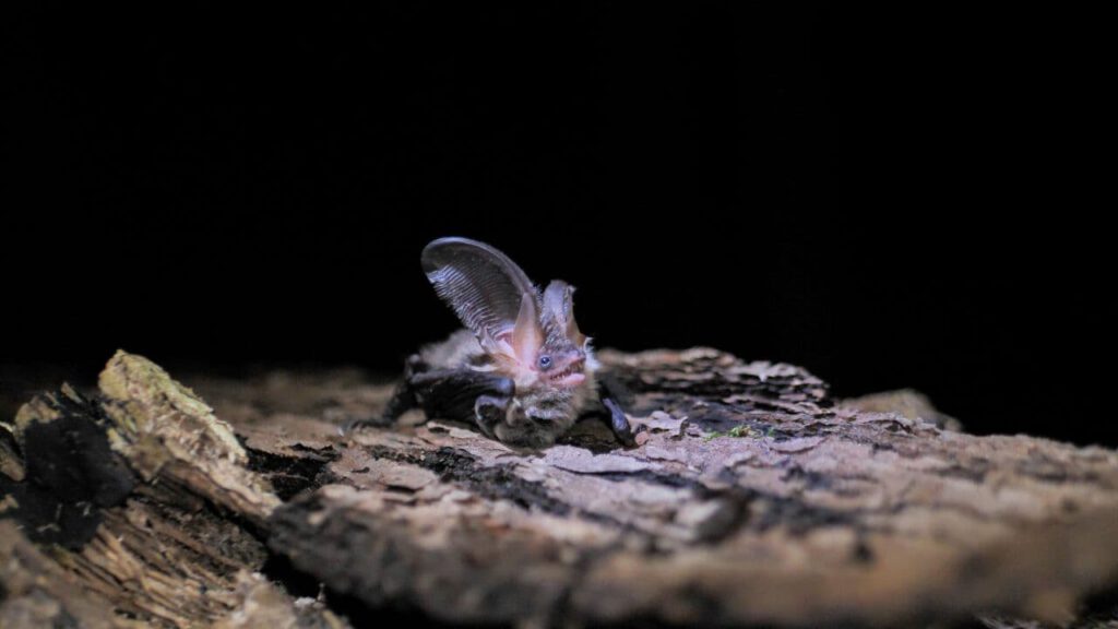 Waldfledermäuse Braune Langohr (Plecotus auritus) David Cebulla