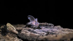 Waldfledermäuse Braune Langohr (Plecotus auritus) David Cebulla
