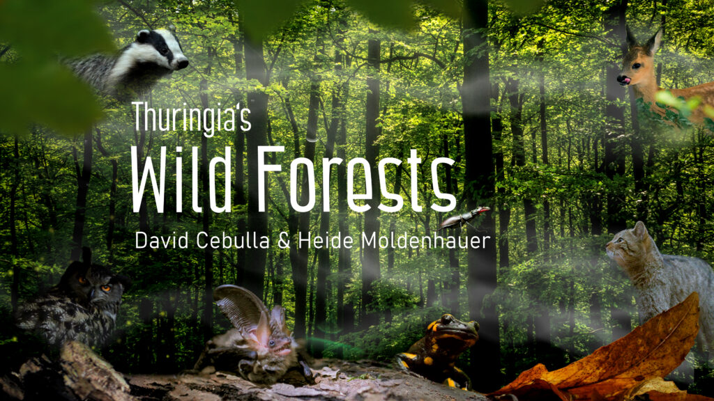 Film poster "Wild forests" | David Cebulla & Heide Moldenhauer