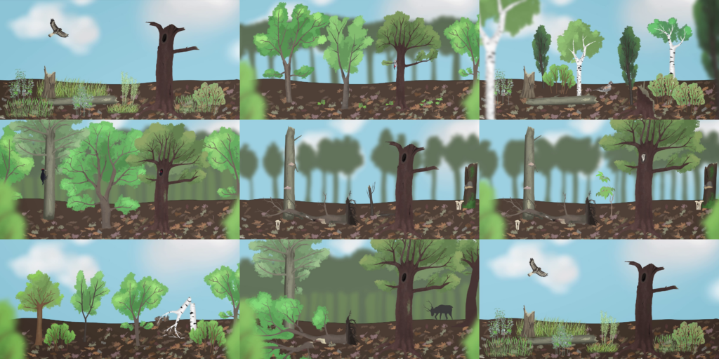Mosaik-Zyklus-Konzept | Wilde Wälder | David Cebulla Naturfilme