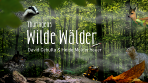 Filmplakat quer "Wilde Wälder | David Cebulla Naturfilme