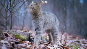 Wildkatze in Thüringens Naturwäldern | David Cebulla Naturfilme