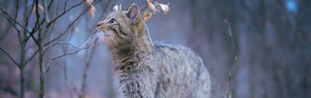 Wildkatze in Thüringens Naturwäldern | David Cebulla Naturfilme