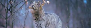 Wildkatze in Thüringens Naturwäldern | David Cebulla Naturfilme