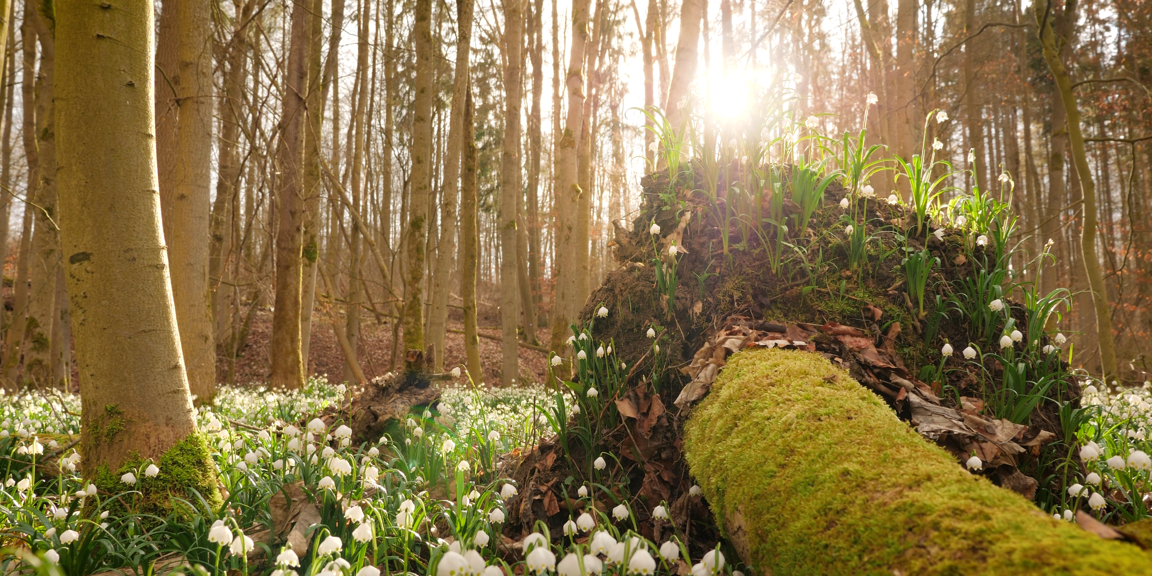 Märzenbecher: Warum blühen Frühblüher in Frühjahr | Wilde Wälder | David Cebulla Naturfilme