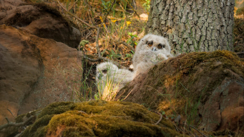 Uhujungen (Bubo bubo) Ästlinge David Cebulla "Wilde Wälder"