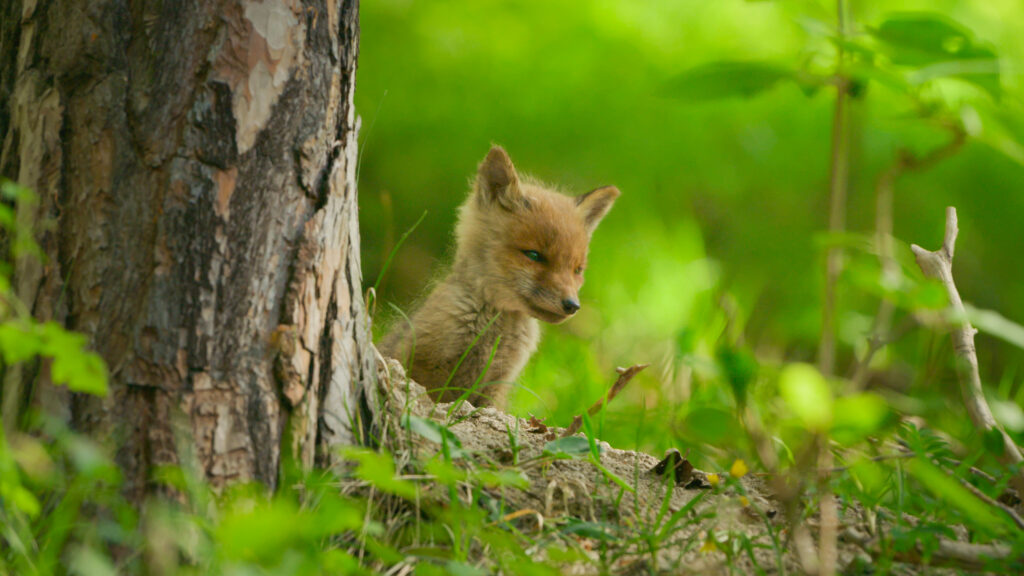 Jungfuchs guckt hinter einem Baum hervor und wartet auf seine Eltern | David Cebulla