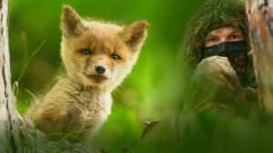 The Secret Life of Fox Cubs - David Cebulla