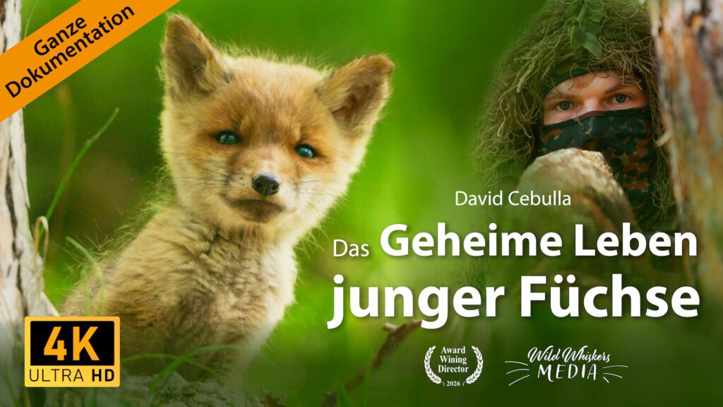 Filmposter: Das geheime Leben junger Füchse | David Cebulla Fuchsdoku