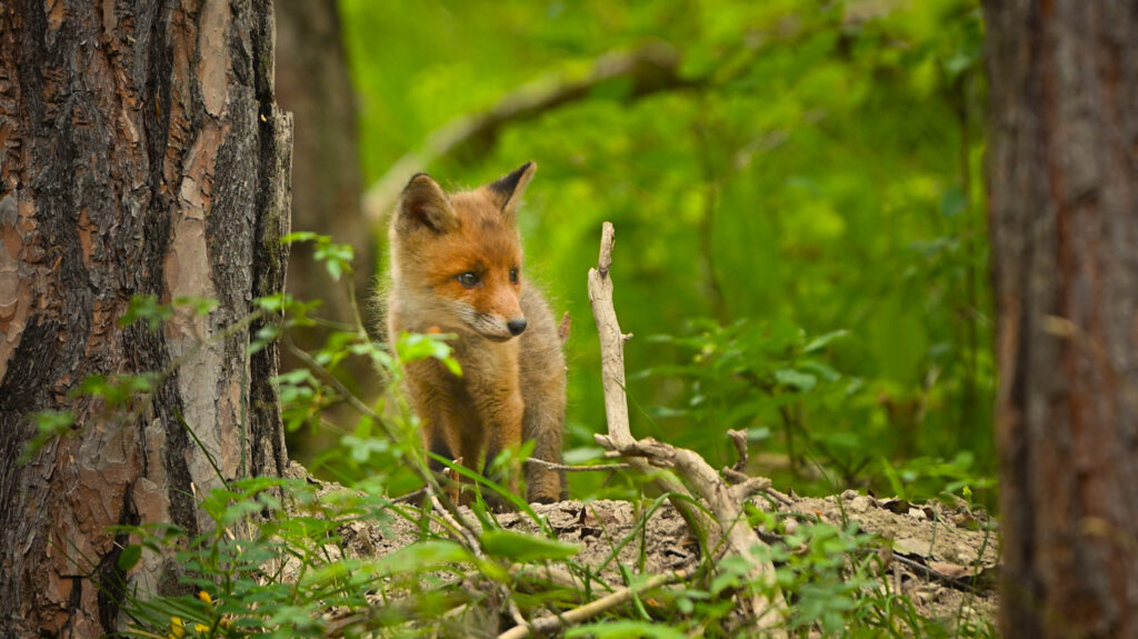 Fox Cub David Cebulla