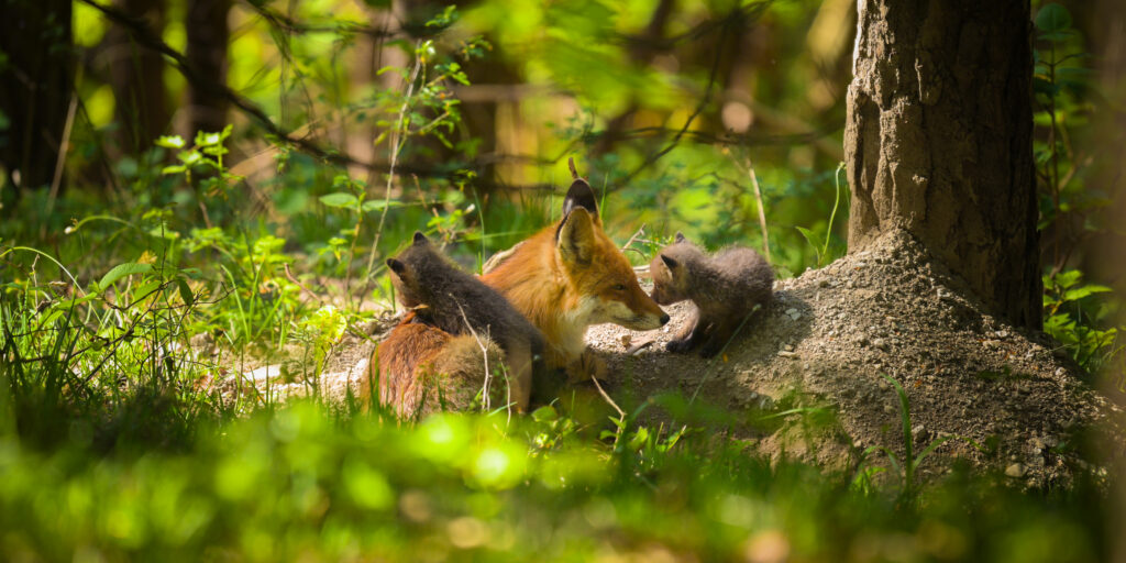 Fuchsmutter mit Jungen David Cebulla